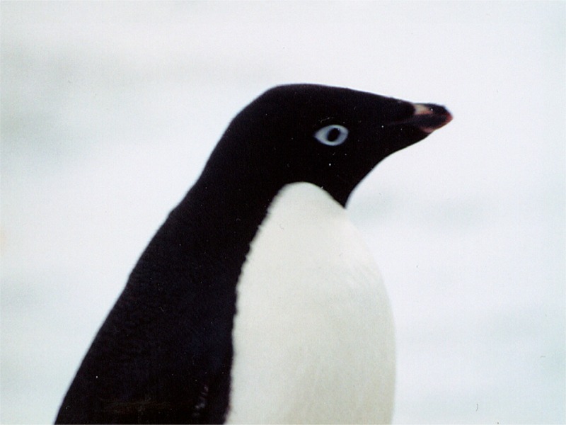 ant mcmurdo 02.jpg